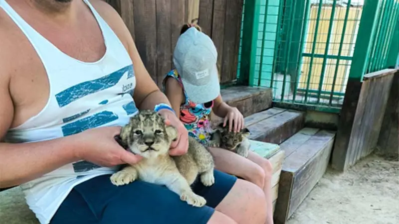 baby-lions-in-kemer