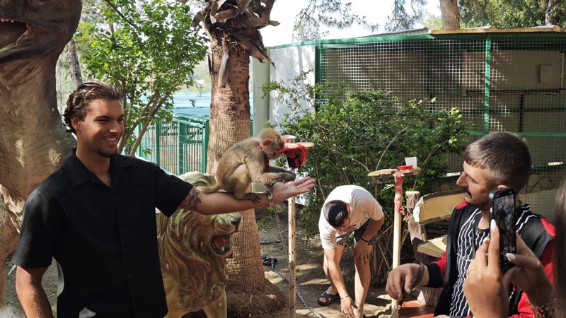 belek monkey-photo