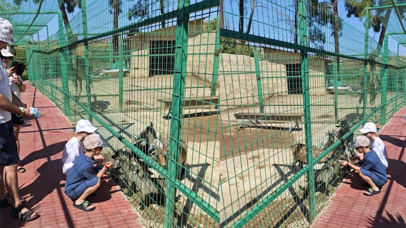 feeding-animal experience in manavgat