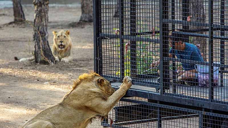 kemer lion experience