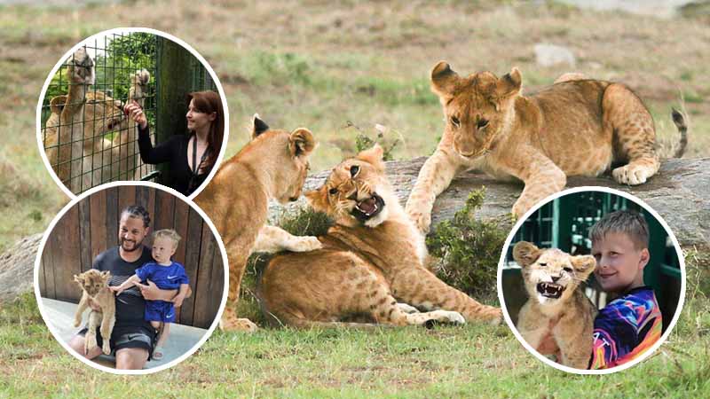lion encounter okurcalar
