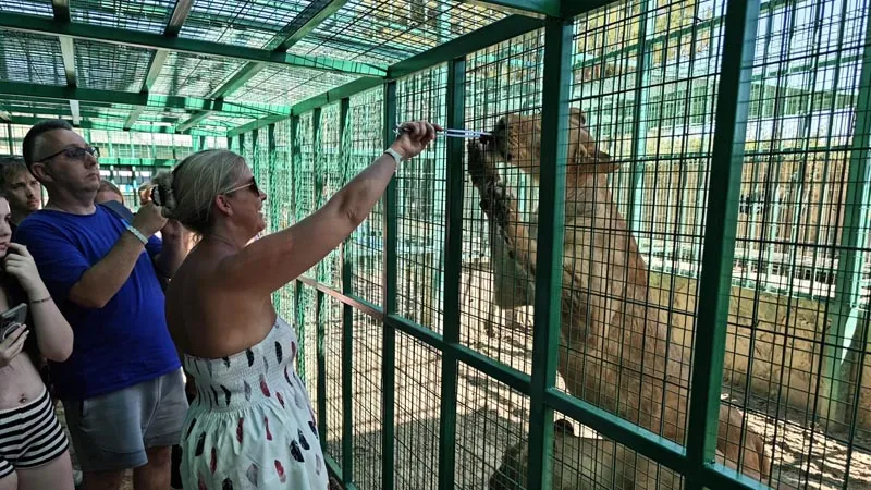 lion-feeding-lara beach