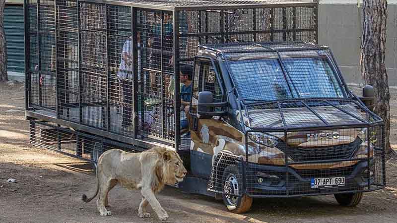 lion safari in kemer