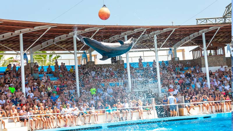 alanya dolphin show ticket