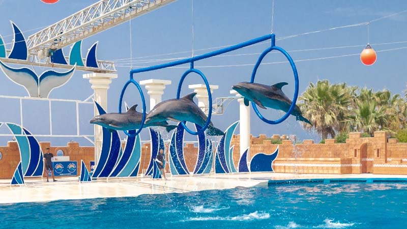alanya dolphin show