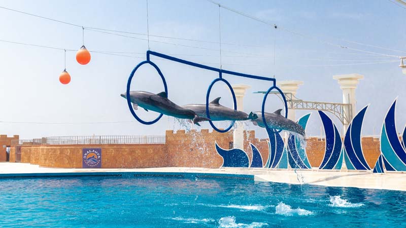 alanya dolphinarium