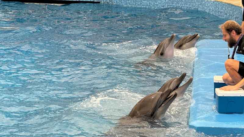 antalya dolphin show