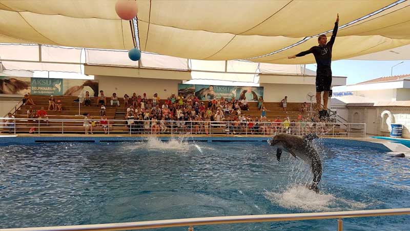 dolphin show belek
