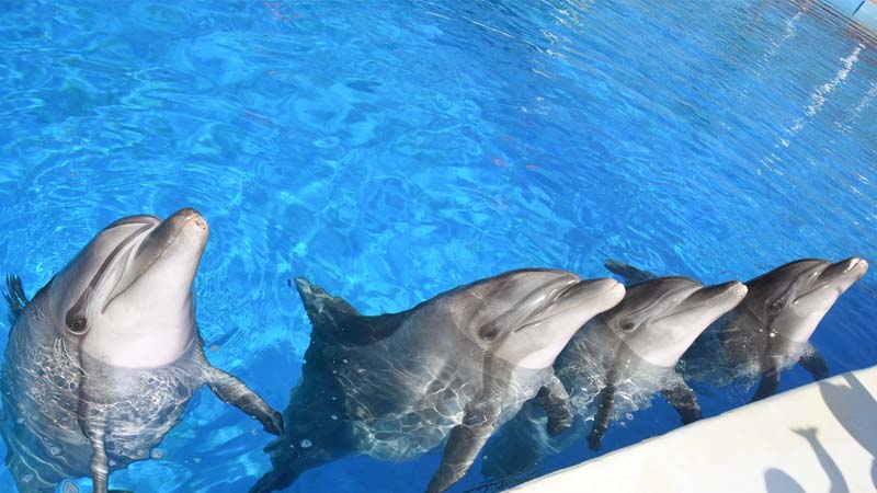 dolphin show in alanya