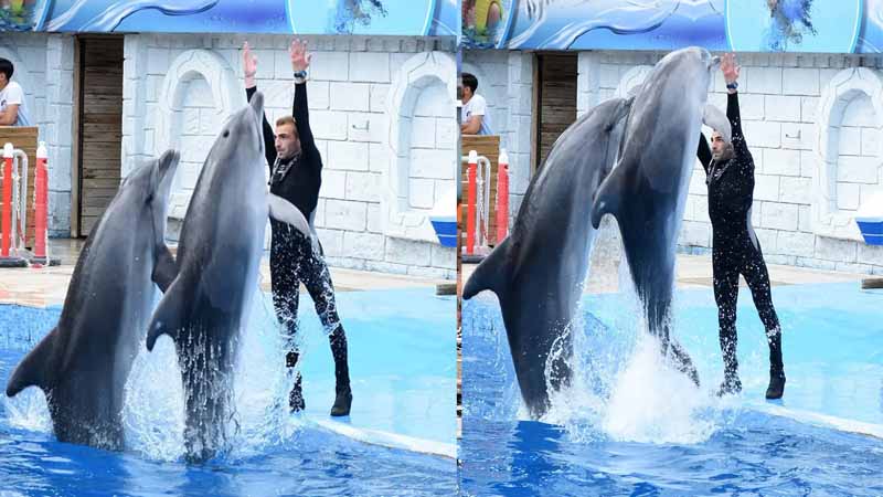 dolphin show in antalya