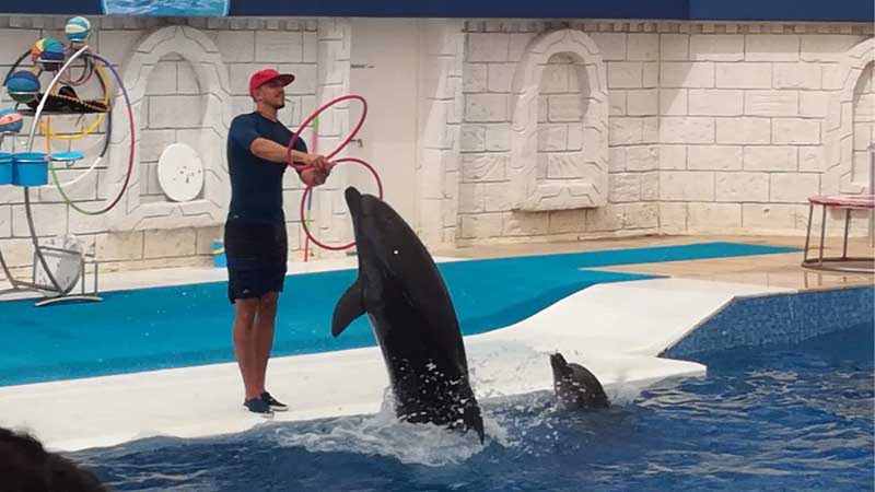 dolphin show in lara