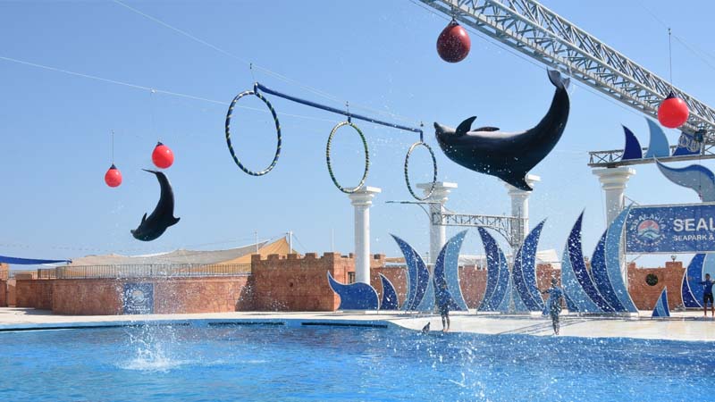 dolphin show in side