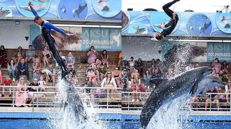 dolphin show kadriye