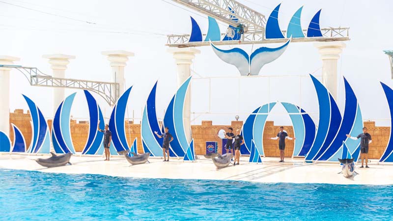 dolphin show near side