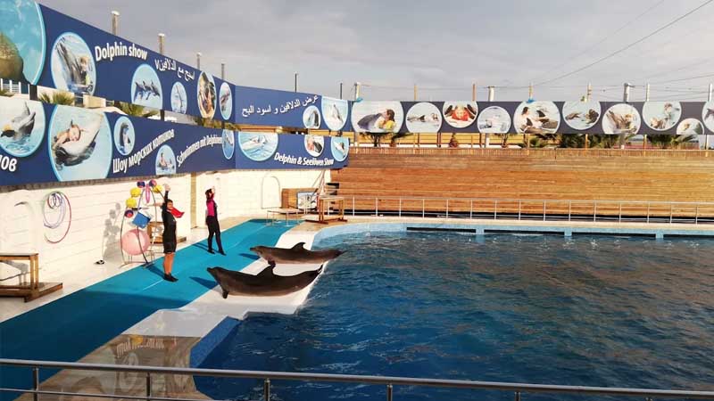 dolphin show with kids in lara