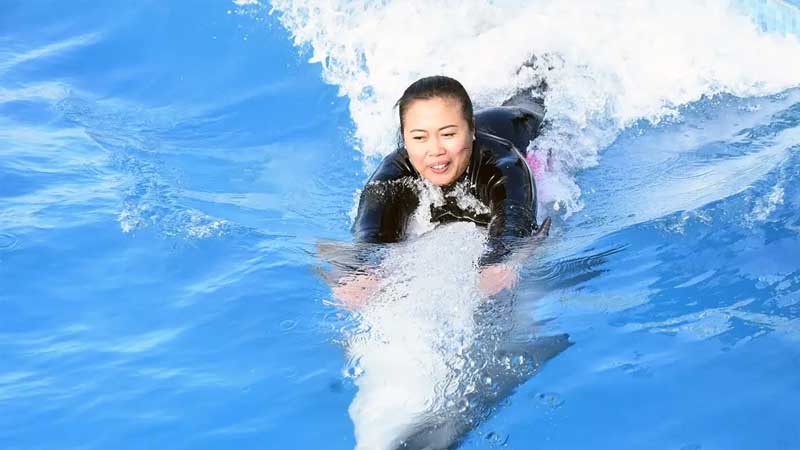 dolphin swimming belek