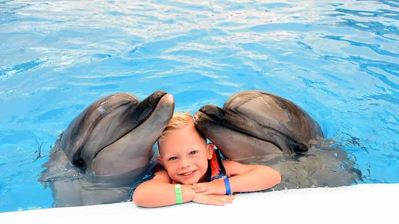 dolphin swimming in kundu