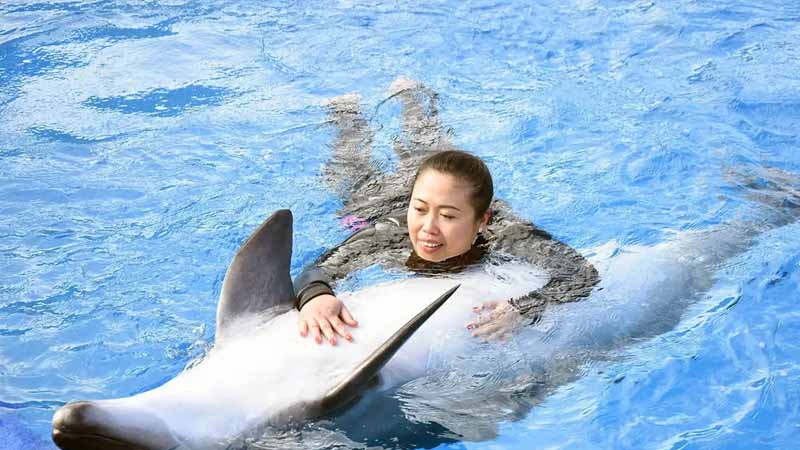 dolphin swimming in lara