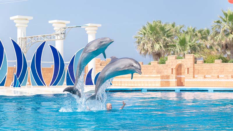 konakli dolphin shows ticket
