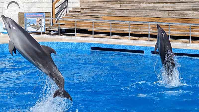 lara beach dolphin show