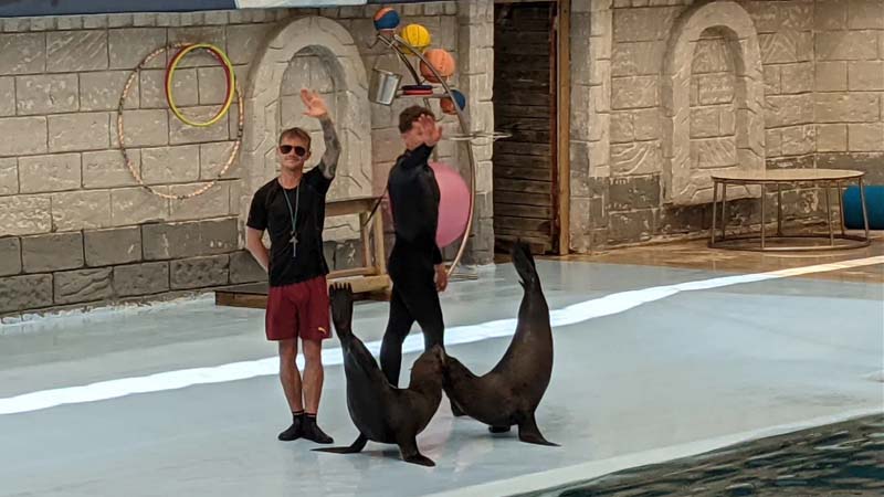sea lion show in belek