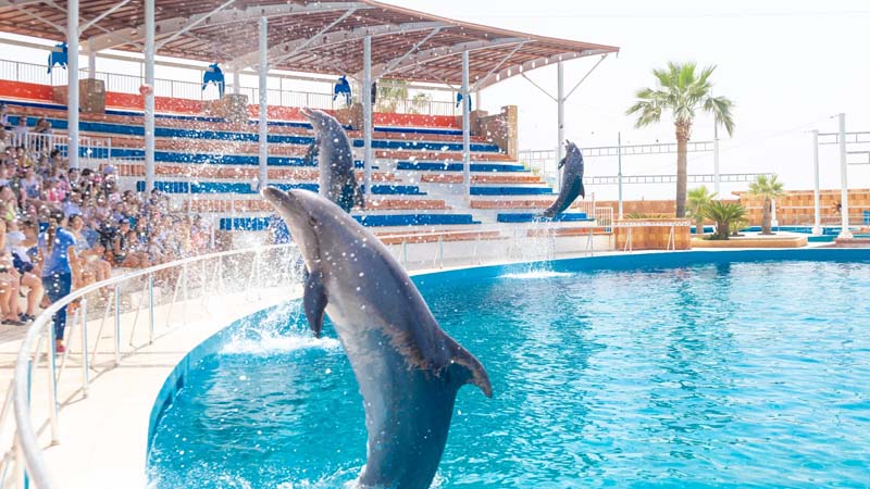 sealanya dolphin show prices from eftalia hotel