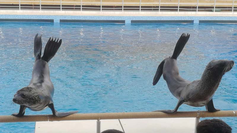 sealion show in lara beach