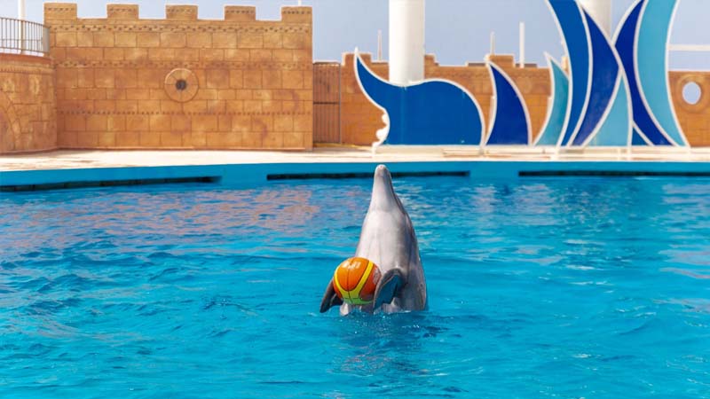 side dolphin park ticket