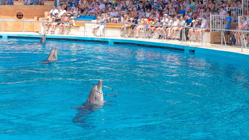 side dolphin park