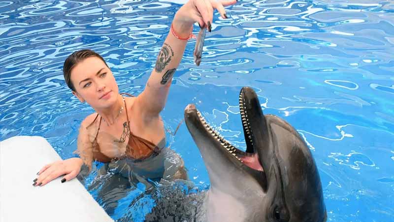 swimming with dolphin in lara
