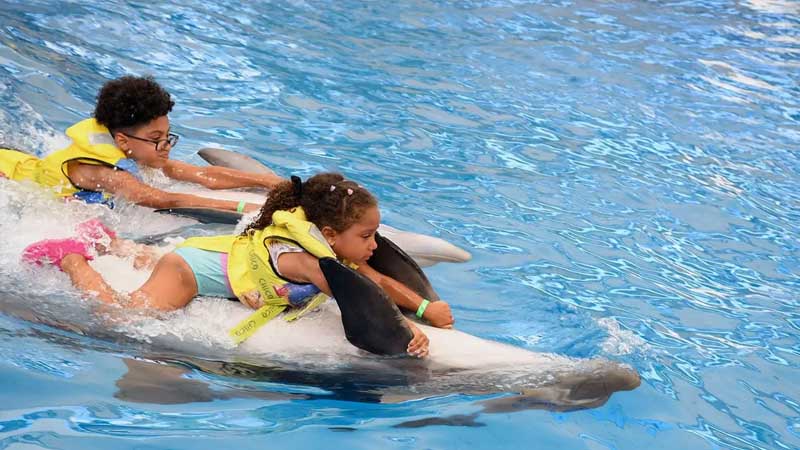 swimming with dolphins antalya