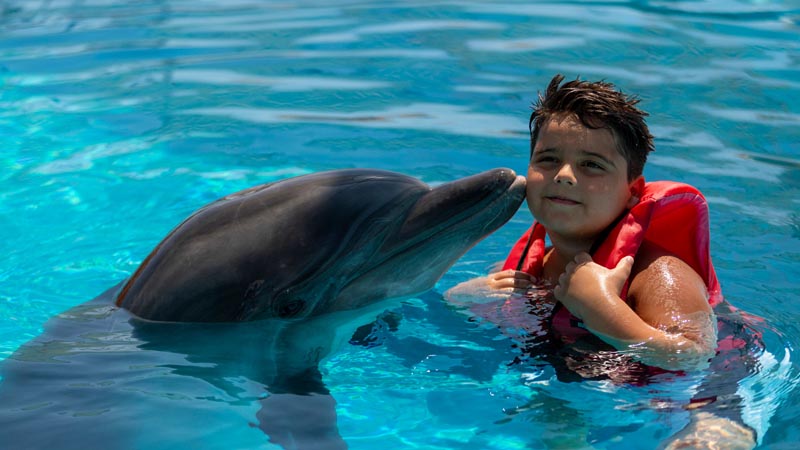 swimming with dolphins avsallar