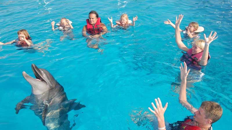 swimming with dolphins in side