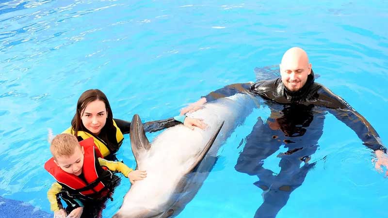 swimming with dolphins price lara