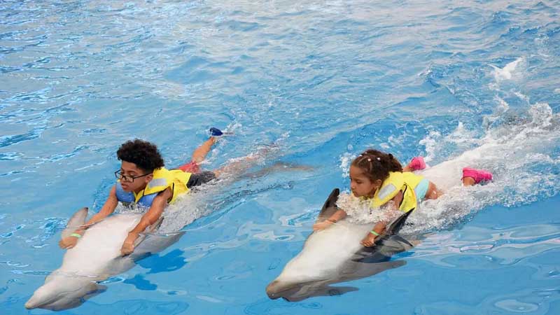 swimming with dolphins with kids