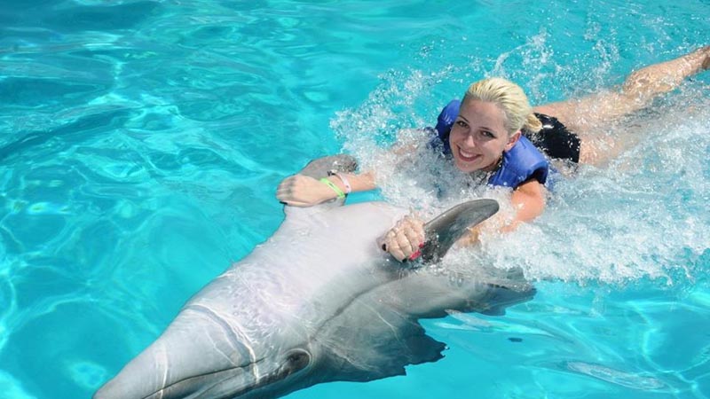 swimming with the dolphins in alanya