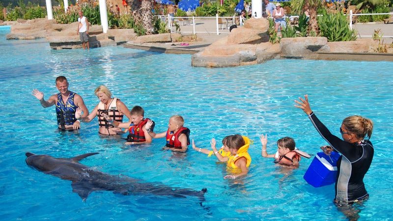 swimming with the dolphins in avsallar