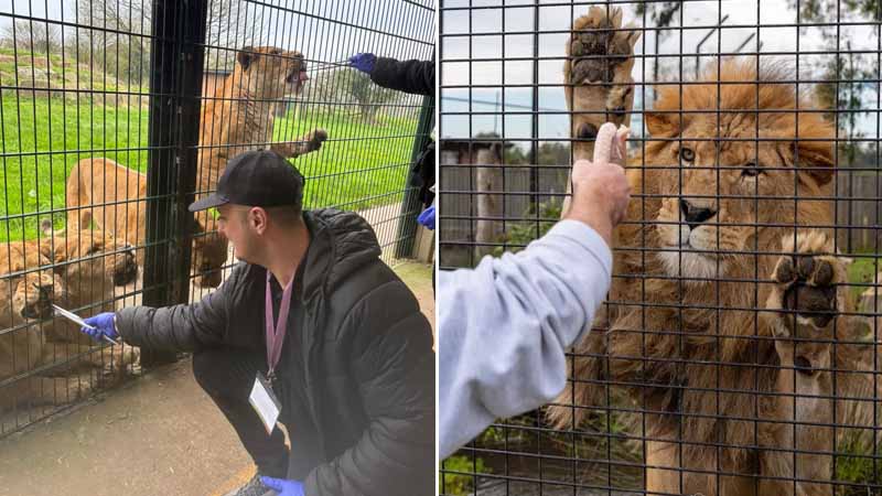 feed the lions in belek