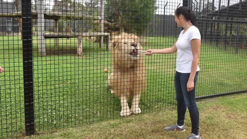 lion feeding experience belek
